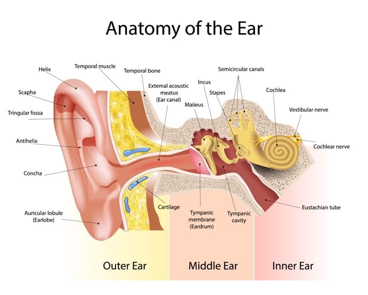 האנטומיה של האוזן